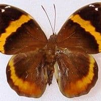 Lagarta desfolhadora