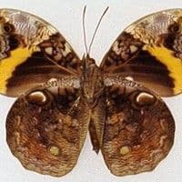 Lagarta desfolhadora
