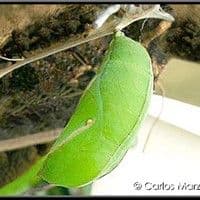 Lagarta desfolhadora