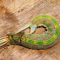 Lagarta desfolhadora