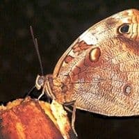 Lagarta desfolhadora