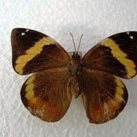 Lagarta desfolhadora