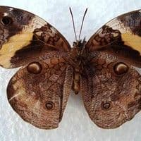 Lagarta desfolhadora