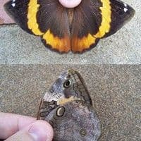 Lagarta desfolhadora