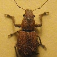 Borreginho