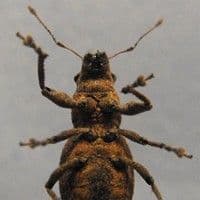Borreginho
