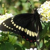 Lagartas das folhas
