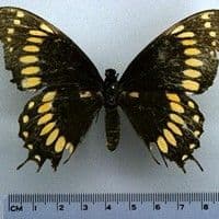 Lagartas das folhas