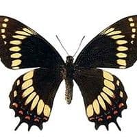 Lagartas das folhas