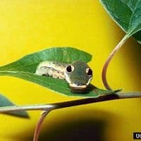 Lagartas das folhas