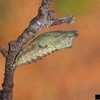 Lagartas das folhas