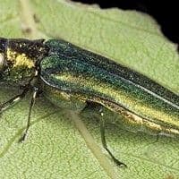 Vaquinha