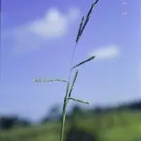 Capim da roça