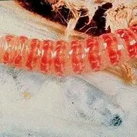 Lagarta rosada