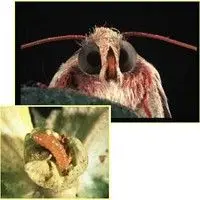 Lagarta rosada