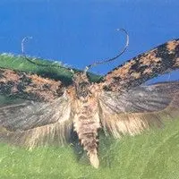 Lagarta rosada