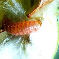 Lagarta rosada