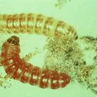 Lagarta rosada
