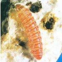Lagarta rosada