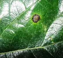 Mancha foliar