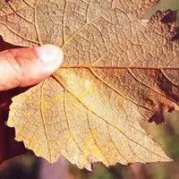 Ferrugem da videira