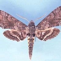 Lagarta verde