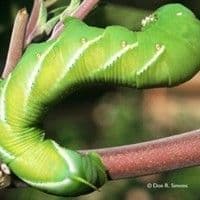 Lagarta verde