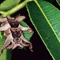 Lagarta aranha
