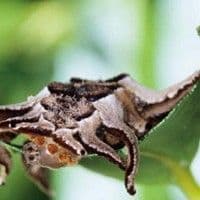 Lagarta aranha