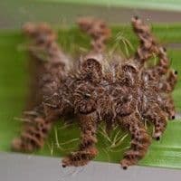 Lagarta aranha