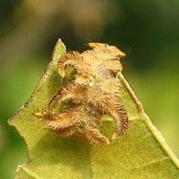 Lagarta aranha