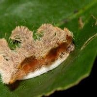 Lagarta aranha