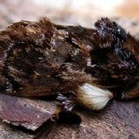 Lagarta aranha