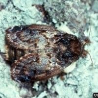Lagarta aranha