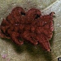 Lagarta aranha