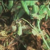 Mancha foliar