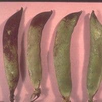 Mancha foliar