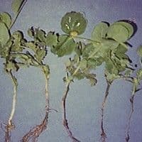 Mancha foliar