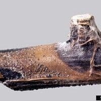 Podridão de sementes