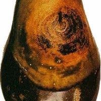 Podridão seca