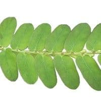 Corticerinha