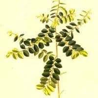 Corticerinha