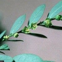 Corticerinha