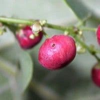 Corticerinha