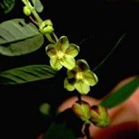 Corticerinha