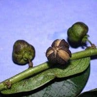 Corticerinha