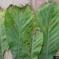 Mancha foliar
