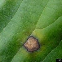 Mancha foliar