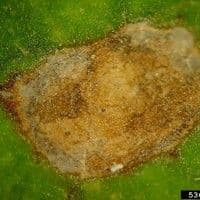 Mancha foliar