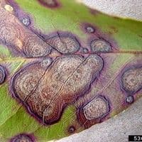 Mancha foliar